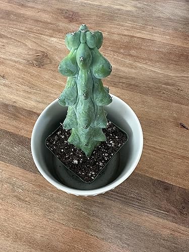 Miniatura 10 de Boobie Cactus Myrtillocactus Geometrizans Plantas suculentas raras vivas (10 pulgadas Boobie)