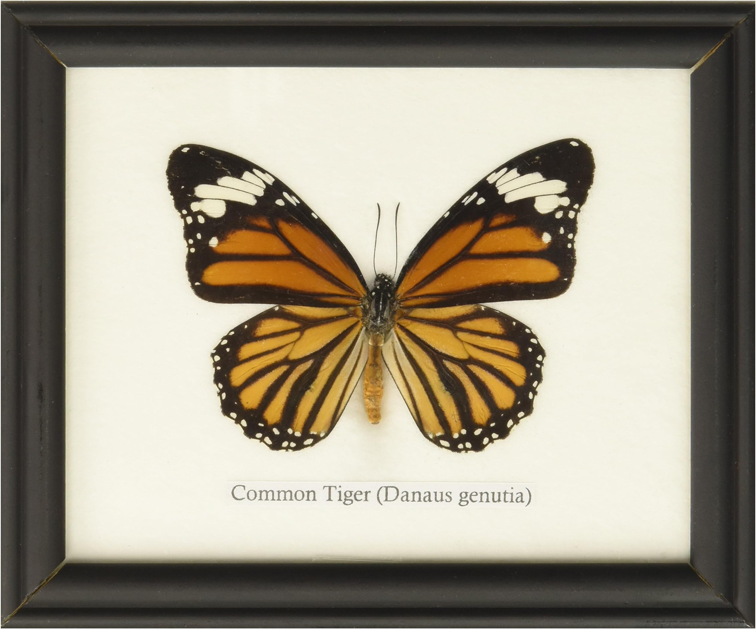 Framed Real Common Tiger Butterfly Collection Display Insect Taxidermy