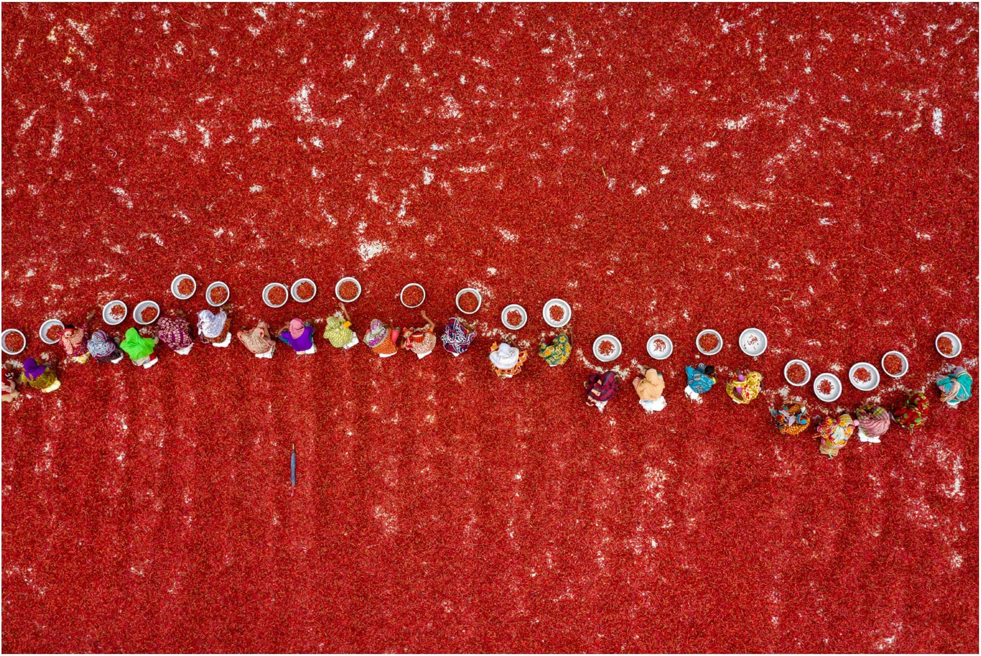 Trademark Fine Art 'Red Chillies Harvesting' Canvas Art by Md Tanveer Hassan