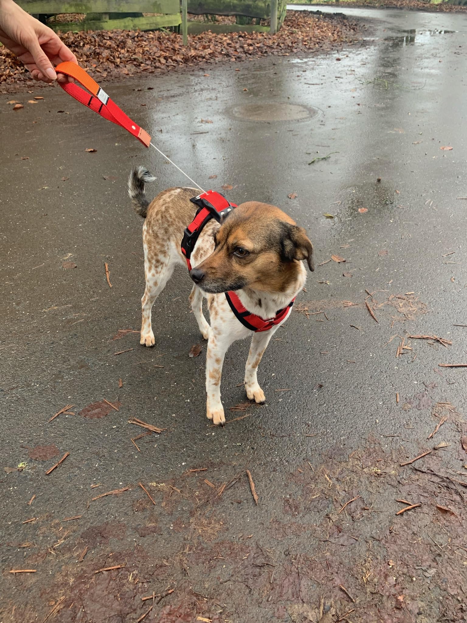 Pettorina per cani (Kaki, Small)