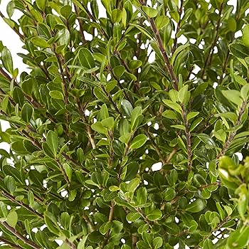 Amazon.com: 2.25 Gallon Steeds Upright Japanese Holly (Ilex) Shrub