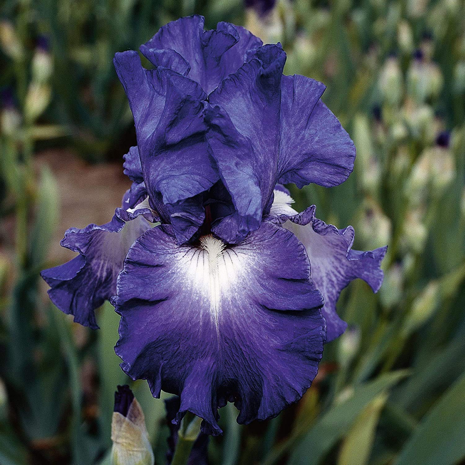 Iris rizoma,Fiori brillanti sono coltivati nel vostro Cortile,rizoma,Splendida nobiltà di piante viventi 2,5Seedsis