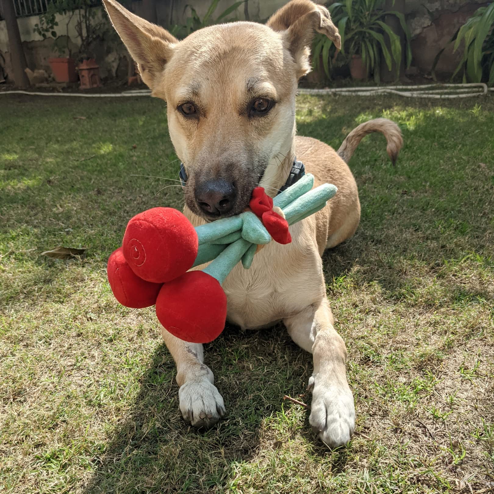Bark Bouquet Dog Toy