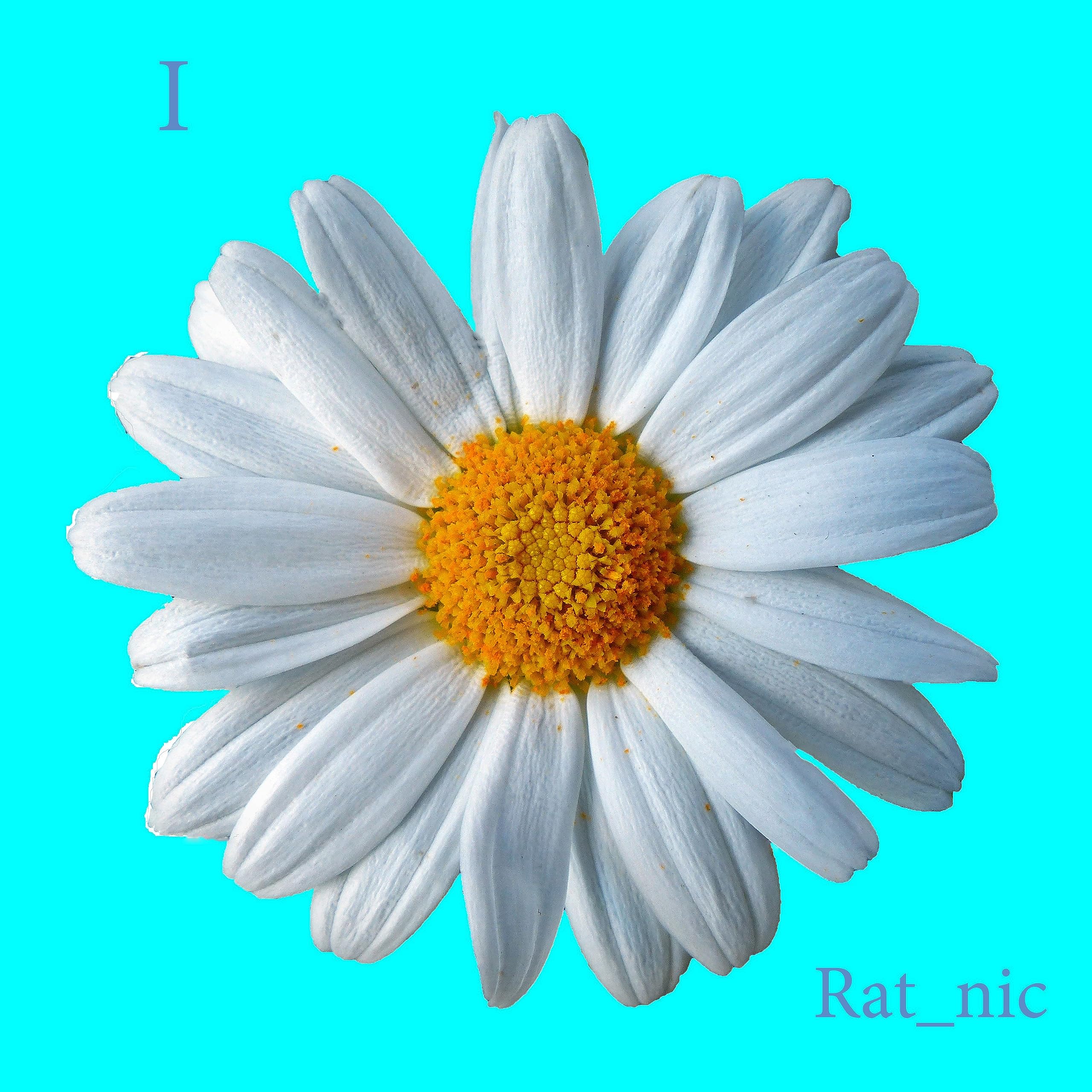 Rat_Nic