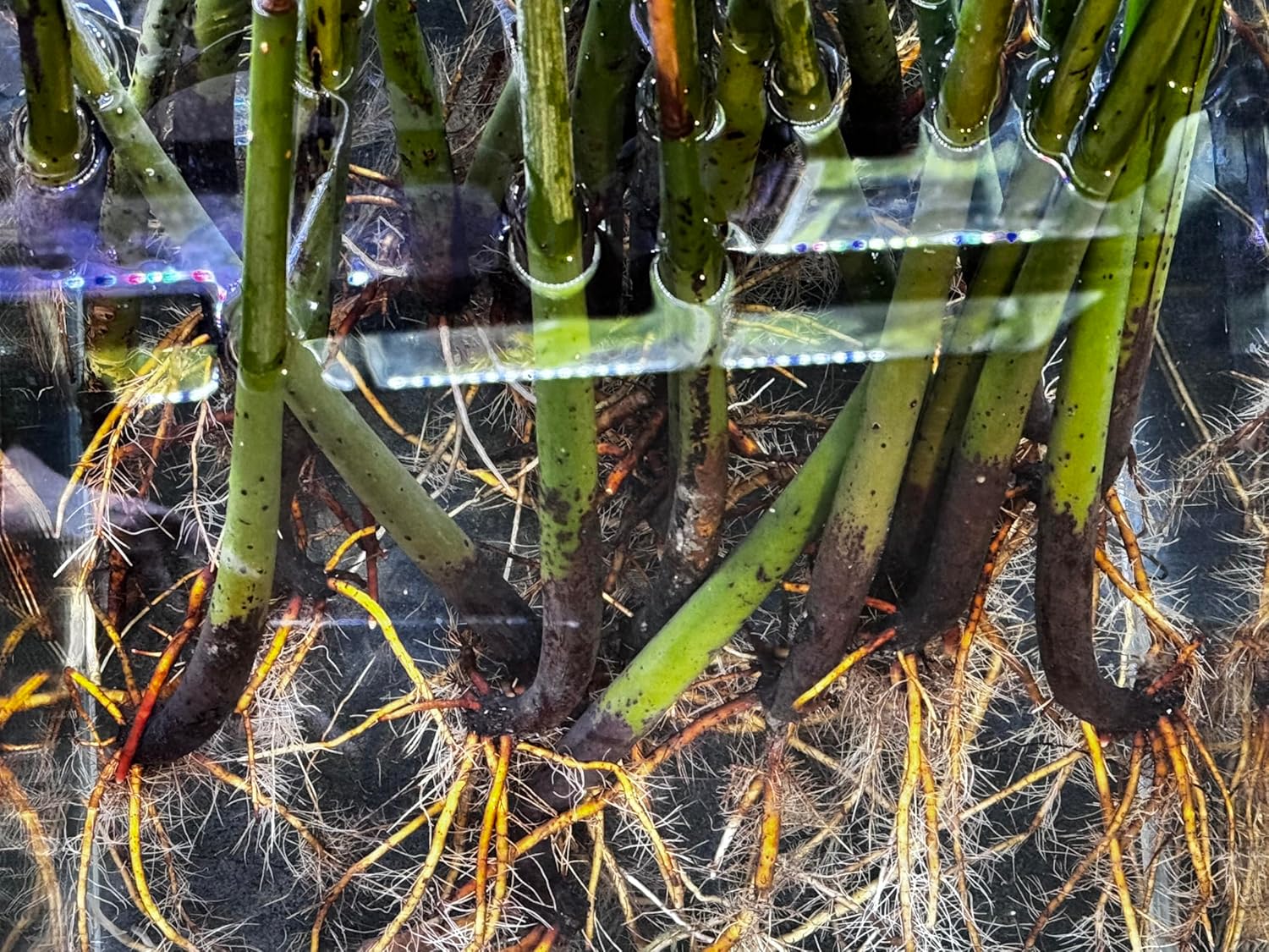 Generic AquaGardens | Red Mangrove - Live Plant (Large), Green