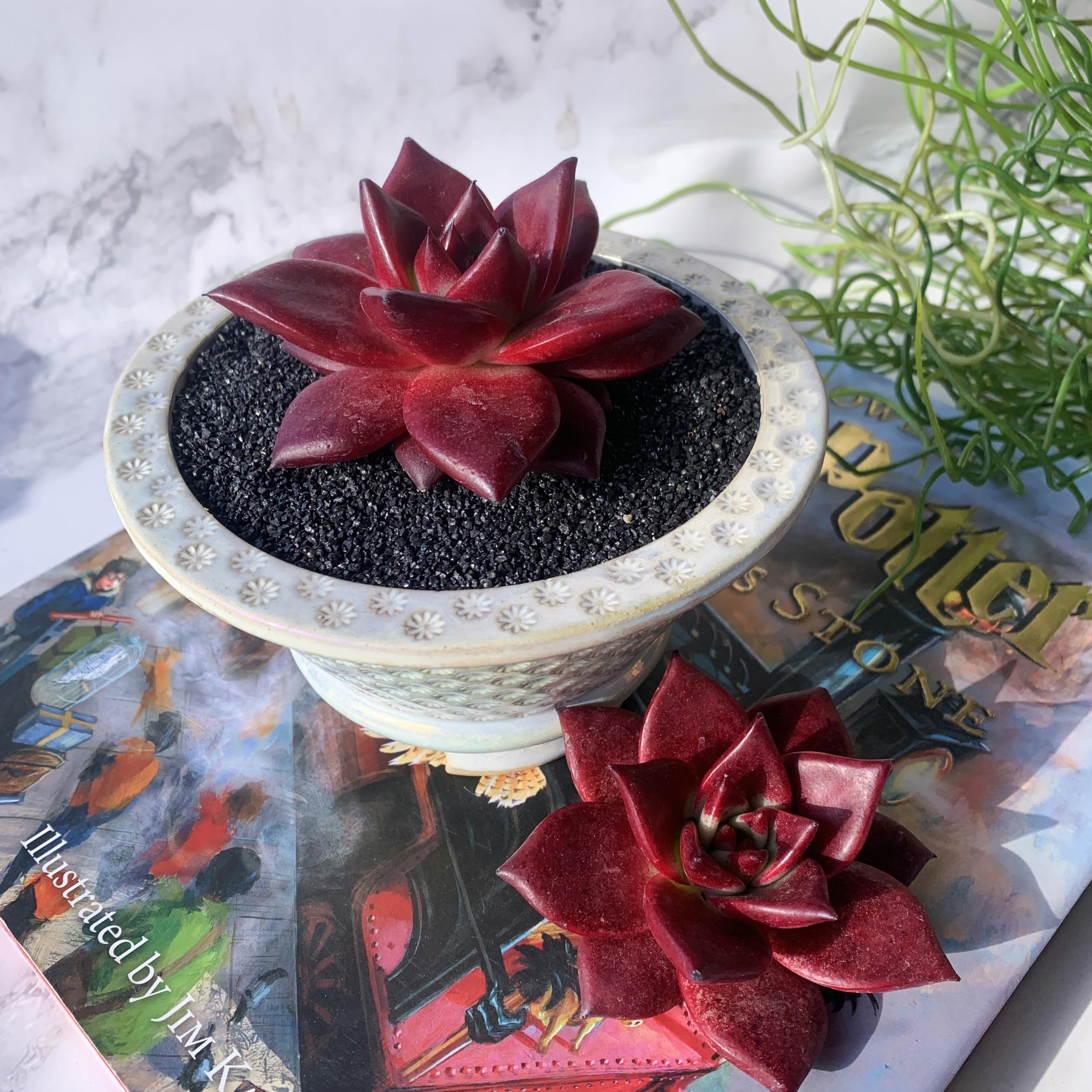 Amazon.com : Echeveria Agavoides v Romeo Rubin Big Rare Live