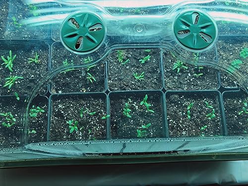 Miniatura 2 de EarlyGrow Propagador abovedado con 1 extensor de altura, bandejas de plántulas y juego de clip de bloqueo, verde, mediano (97008)