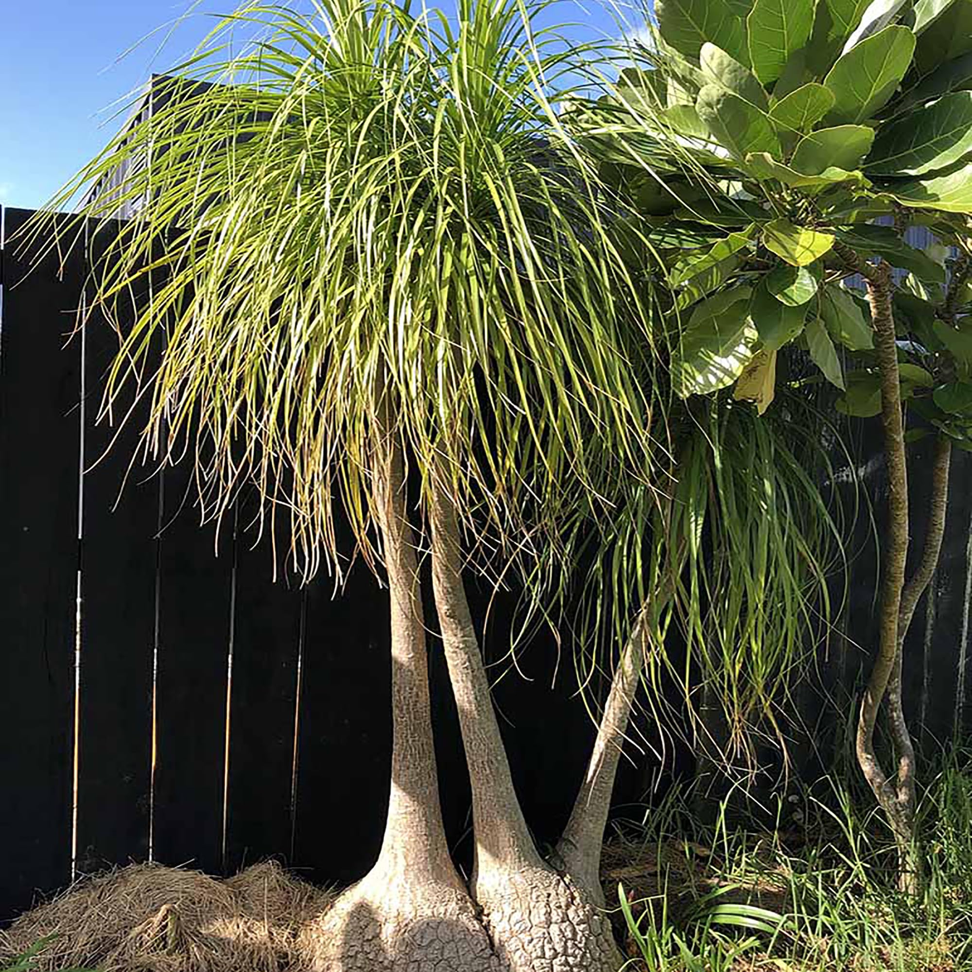 Amazon.com : QAUZUY GARDEN 10 Ponytail Palm Tree Seeds, Heirloom