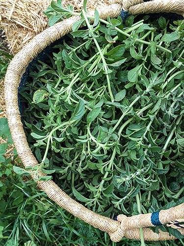 Vista 8 de Plant Good Seed Semillas de menta verde – Paquete de 400, semillas de reliquia para plantar hierbas, flores, suministros de jardinería, flores