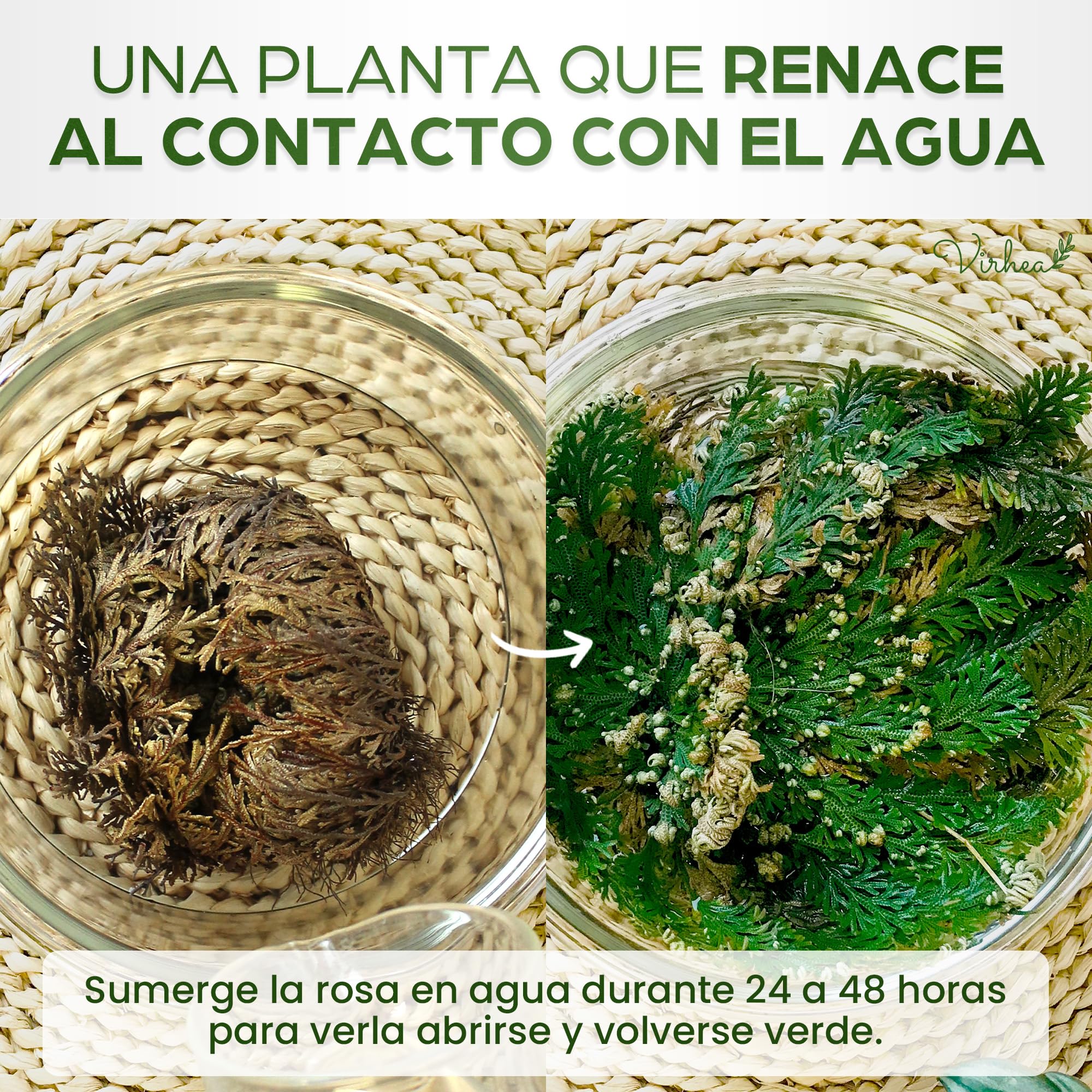 Rosa de Jericho x2 - Planta Natural Auténtica Rosa de Jerico - Flor de Jerico Verdadera para Decoración - Rosa del Desierto Viva - Ideal para Regalos y Feng Shui