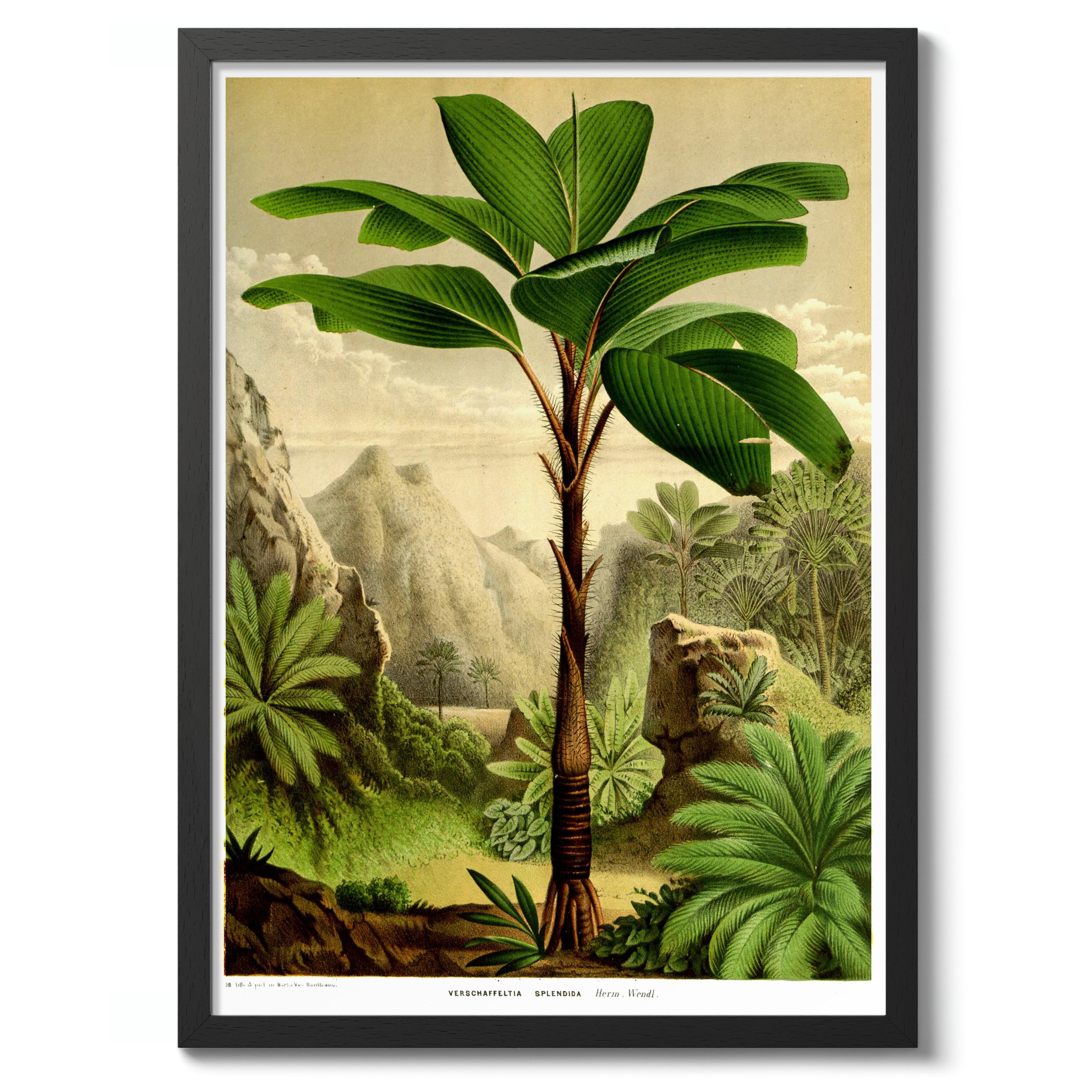 Tropical Tree Vintage Botanical Tree Poster, Nature Home Decor Wall Art, Retro Encyclopedia Illustration, Archival Matte, A5 (Black Frame) - 21x14.8cm โ image 1