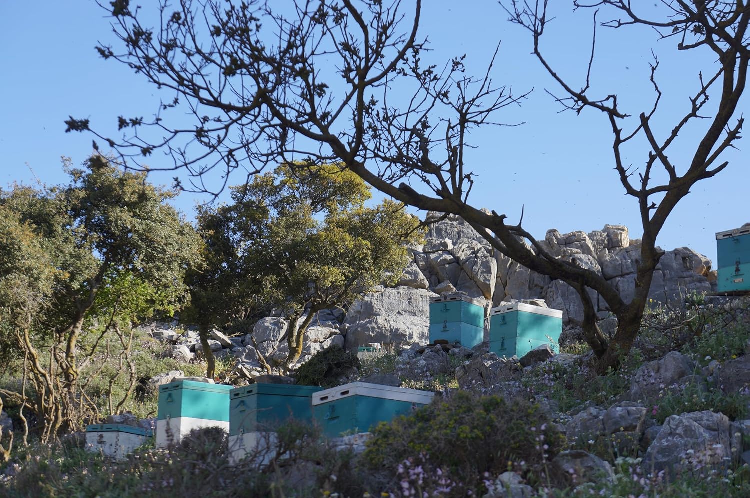 Ikaria Greek Heather Honey (Anama honey) Raw, Unheated, Unfiltered, and Unpasteurized,250g