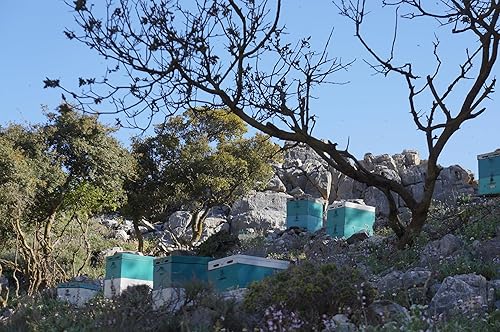 Miel de brezo griego Ikaria (miel de Anama) Cruda, sin calentar, sin filtrar y sin pasteurizar, 8.82 oz