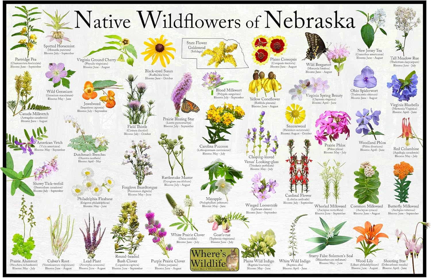 Where's Wildlife Native Wildflowers of Nebraska/State