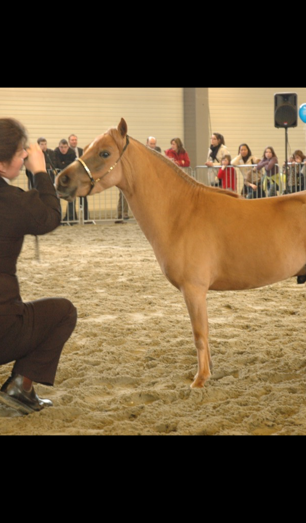 Miniature Horse Wallpaper – HD Wallpapers of Miniature Horses!:Amazon