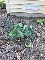 Amazon.com : 6 New Small Wire Plant Protectors, 12