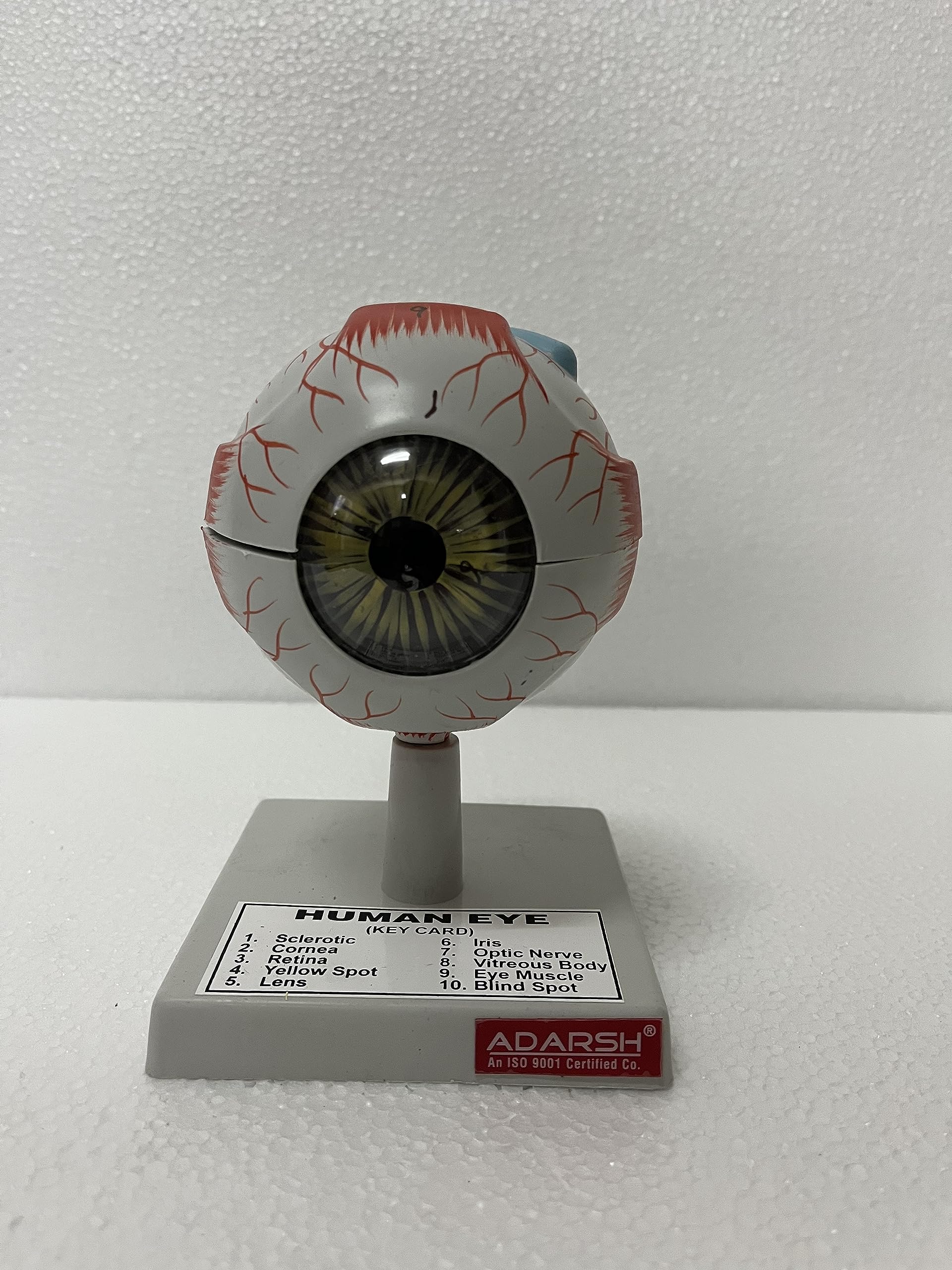 See full amazon price history chart for AI- Human Eye Model/Anatomical model/Used for educational purpose/Comes on a stand AI- Human Eye Model/Anatomical model/Used for educational purpose/Comes on a stand (B0C74R6WR9) Amazon Price History, Amazon Price Tracker