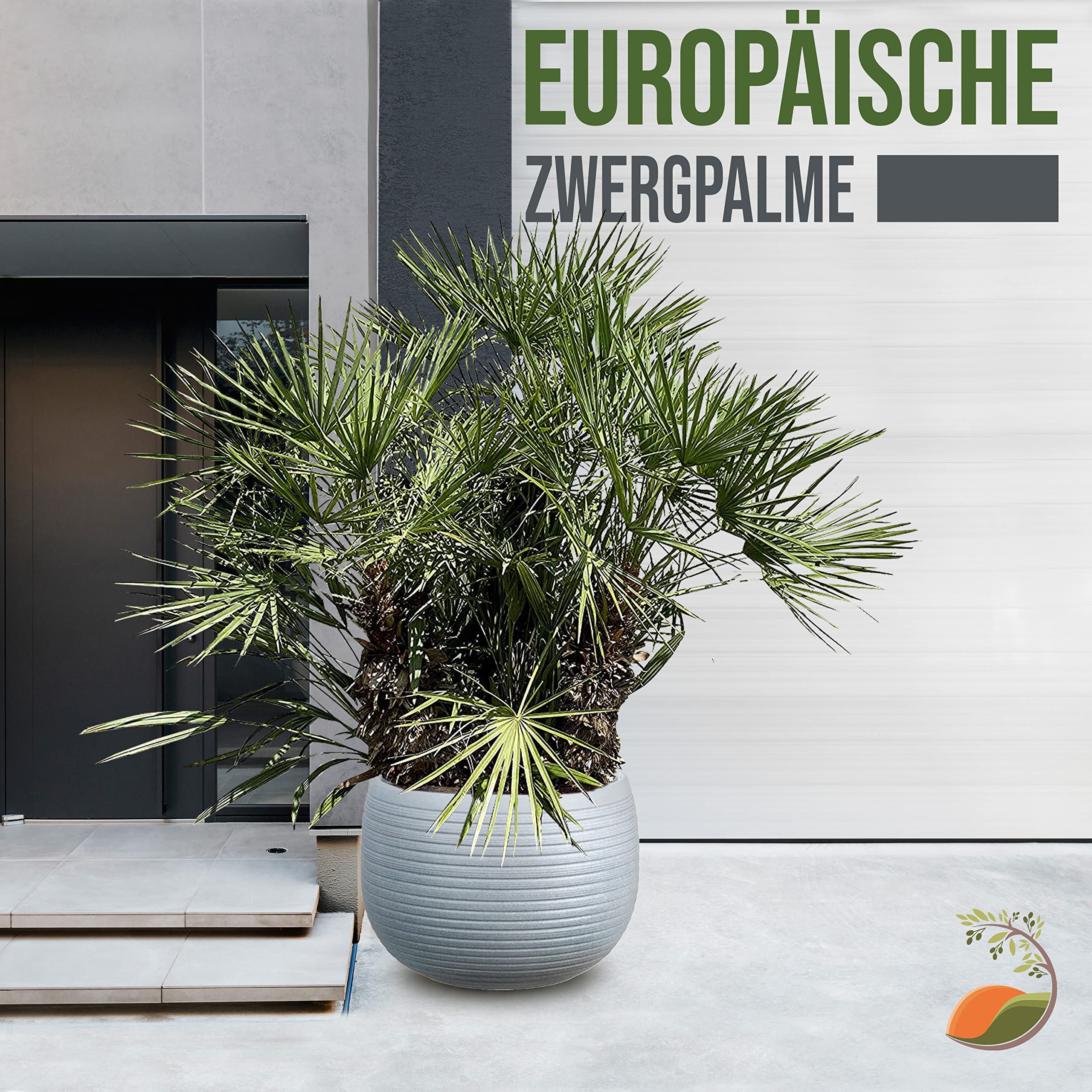 Chamaerops humilis - 200-230 cm