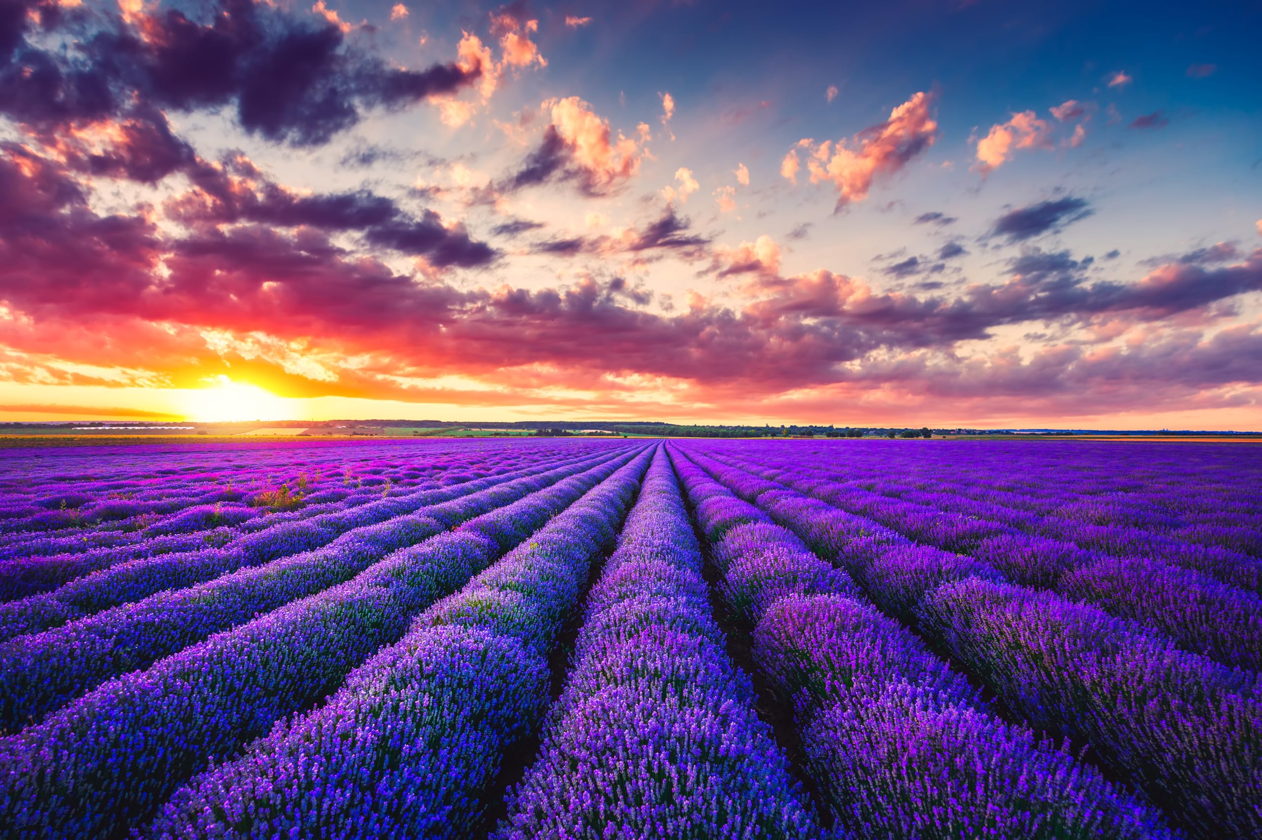Amazon.com : chnywork 8x6ft Lavender Field Sunset Landscape