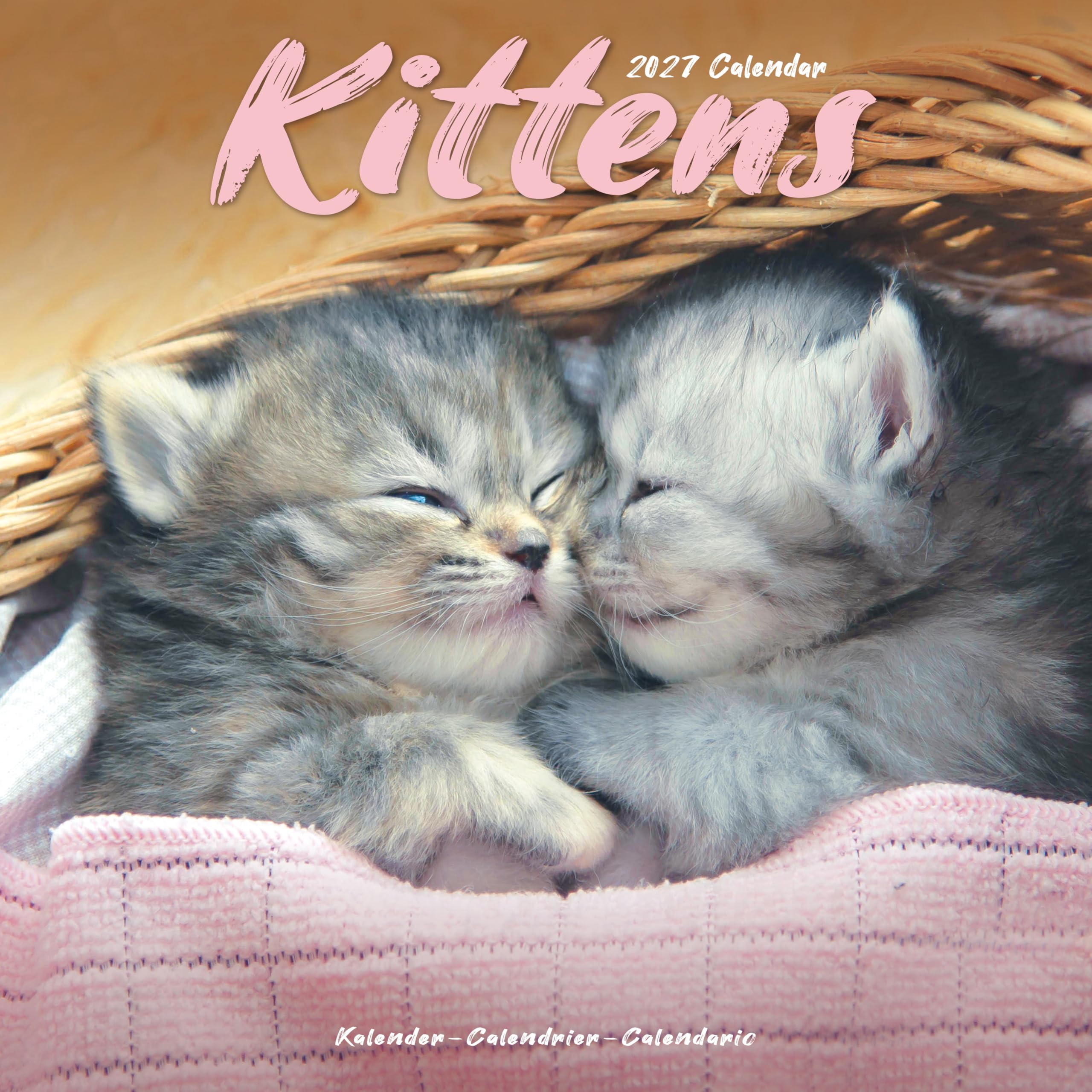 Kittens 2027 Calendar | Square Wall Calendar | Cat Gift | Plastic Free Packaging | by Avonside Publishing