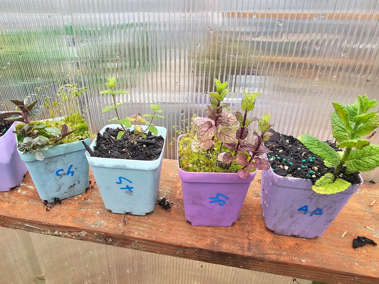 8 Pack Mint Live Mint Plants 1 Each Strawberry, Apple, Chocolate, Orange, Peppermint, Spearmint, Pineapple,Mojito Mints in 3" pots Herbs Smells Amazing Message IF You Want Custom Pack