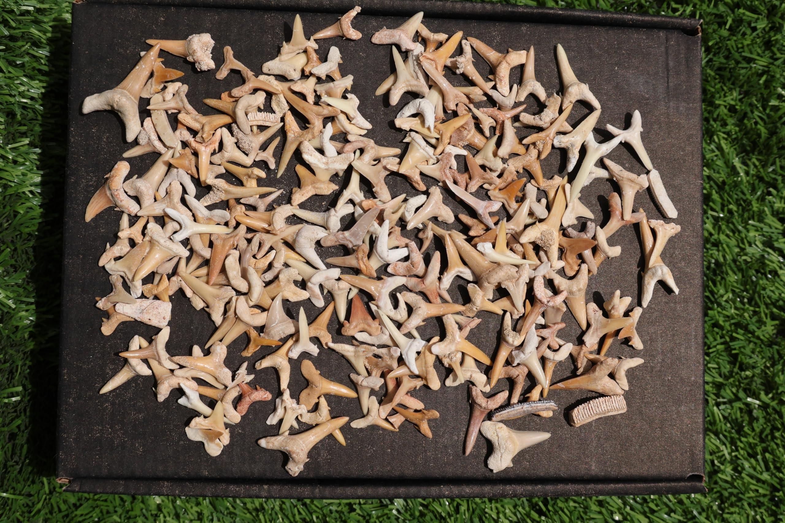 Great Collection of Shark Teeth Fossil Shark Teeth Fossils for Kids Fossils from Morocco A248