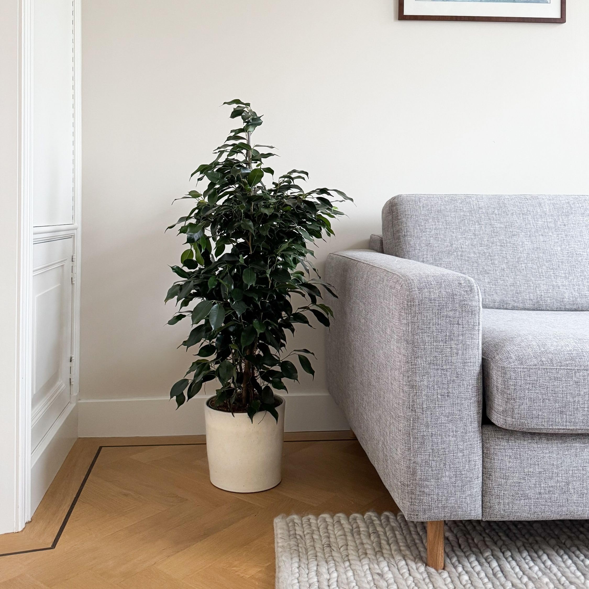 Plant in a Box - Ficus benjamina Danielle - Real Houseplant Large - Fiddle Plant - Doniczka 21cm - Wysokość 100-110cm
