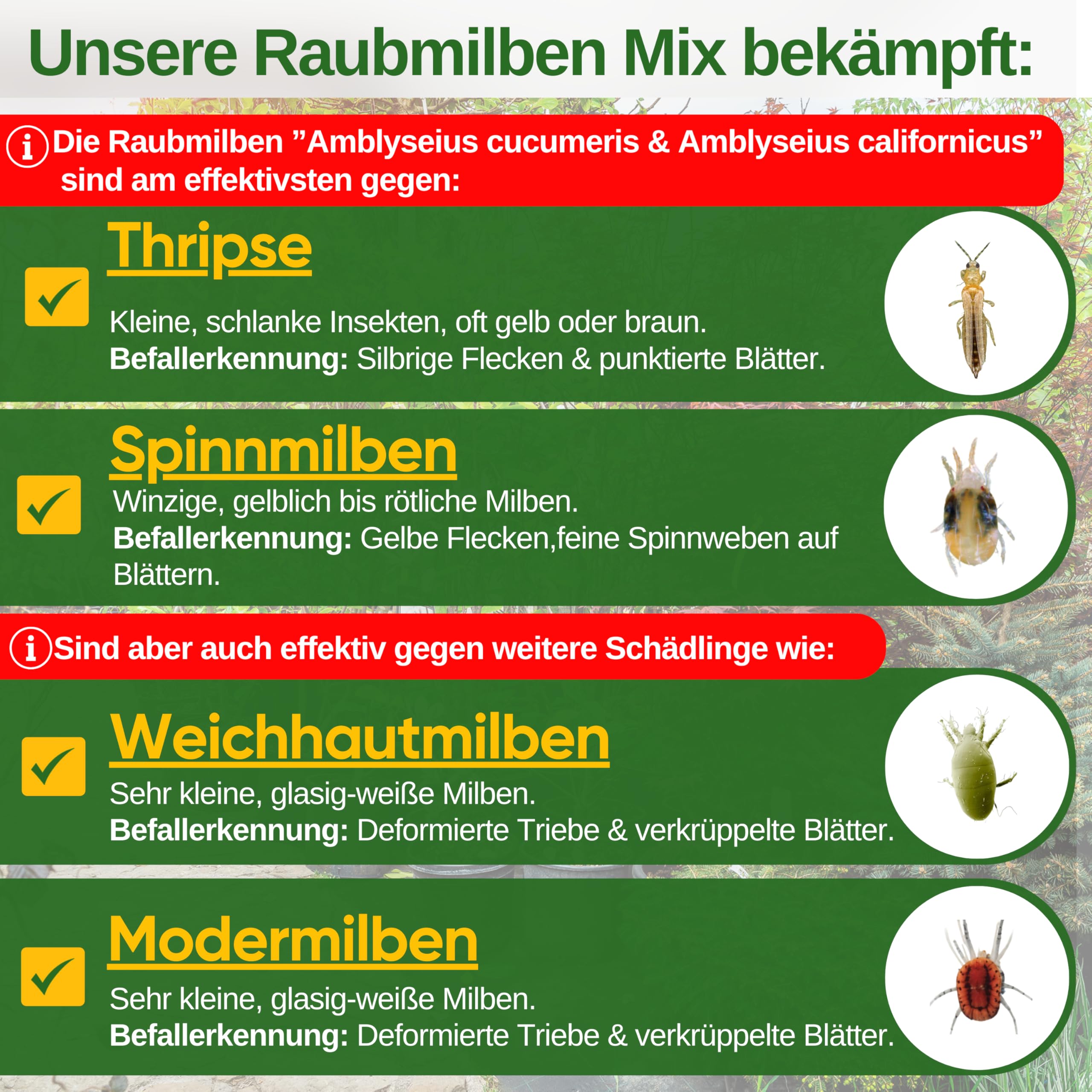 GREEN GUARDIA Power Mix di acari predatori contro tripidi e acari di ragno, 3 mix a 6 sacchetti, agente biologico per combattere efficacemente i tripidi, ecologico, senza sostanze chimiche, facile da