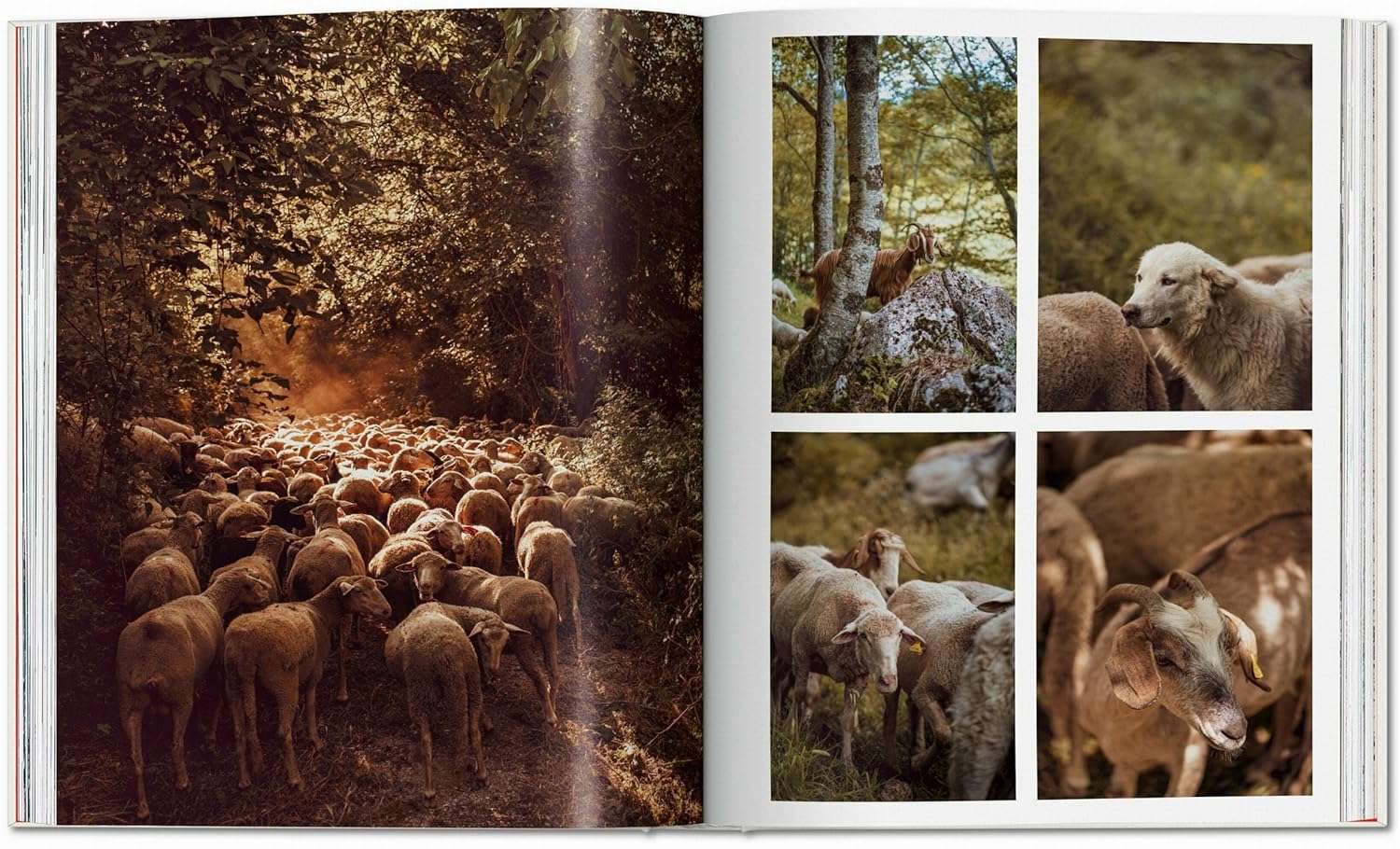 Remote Experiences. Extraordinary Travel Adventures from North to South      Hardcover – December 14, 2022