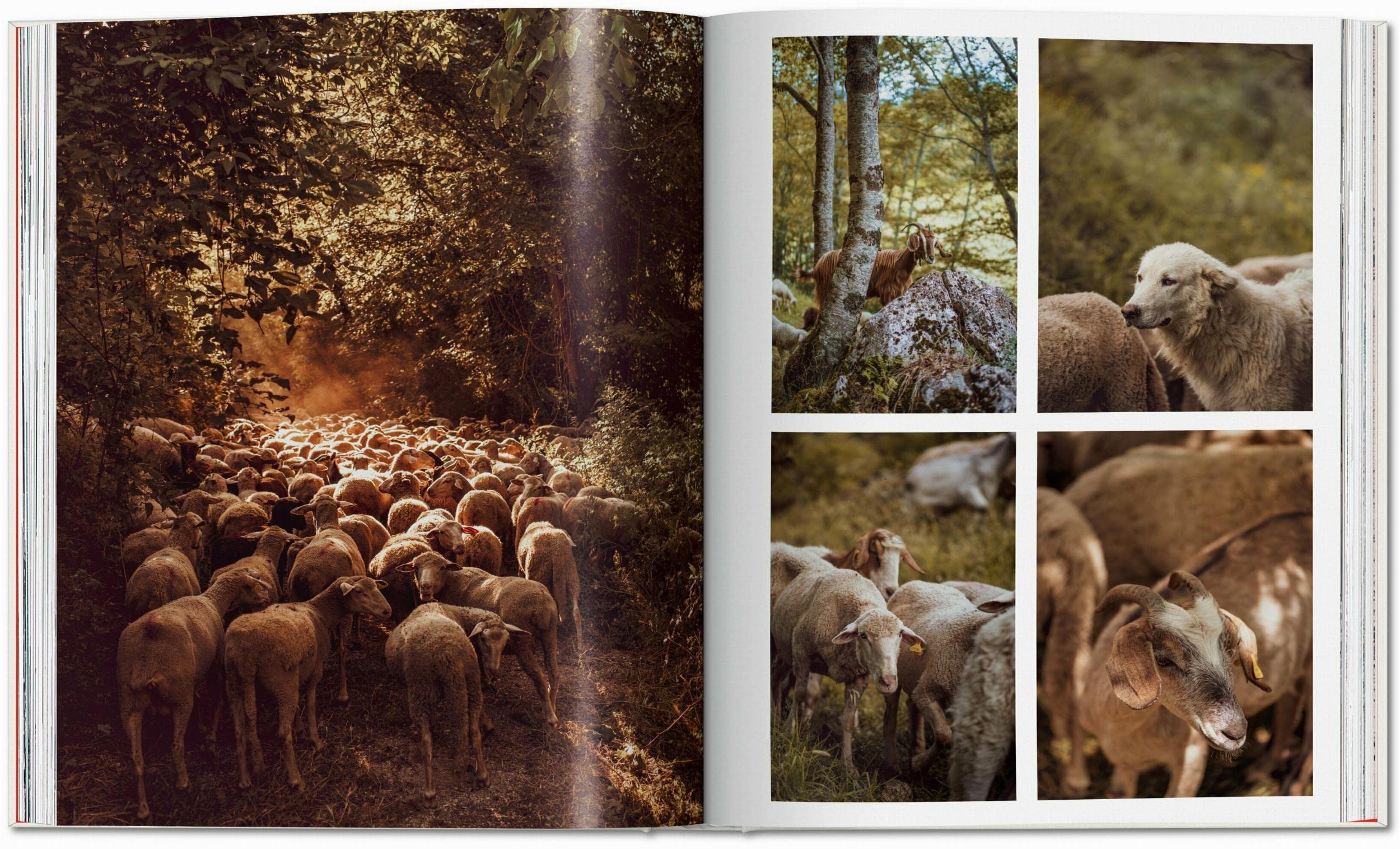 Remote Experiences: Extraordinary Travel Adventures from North to South