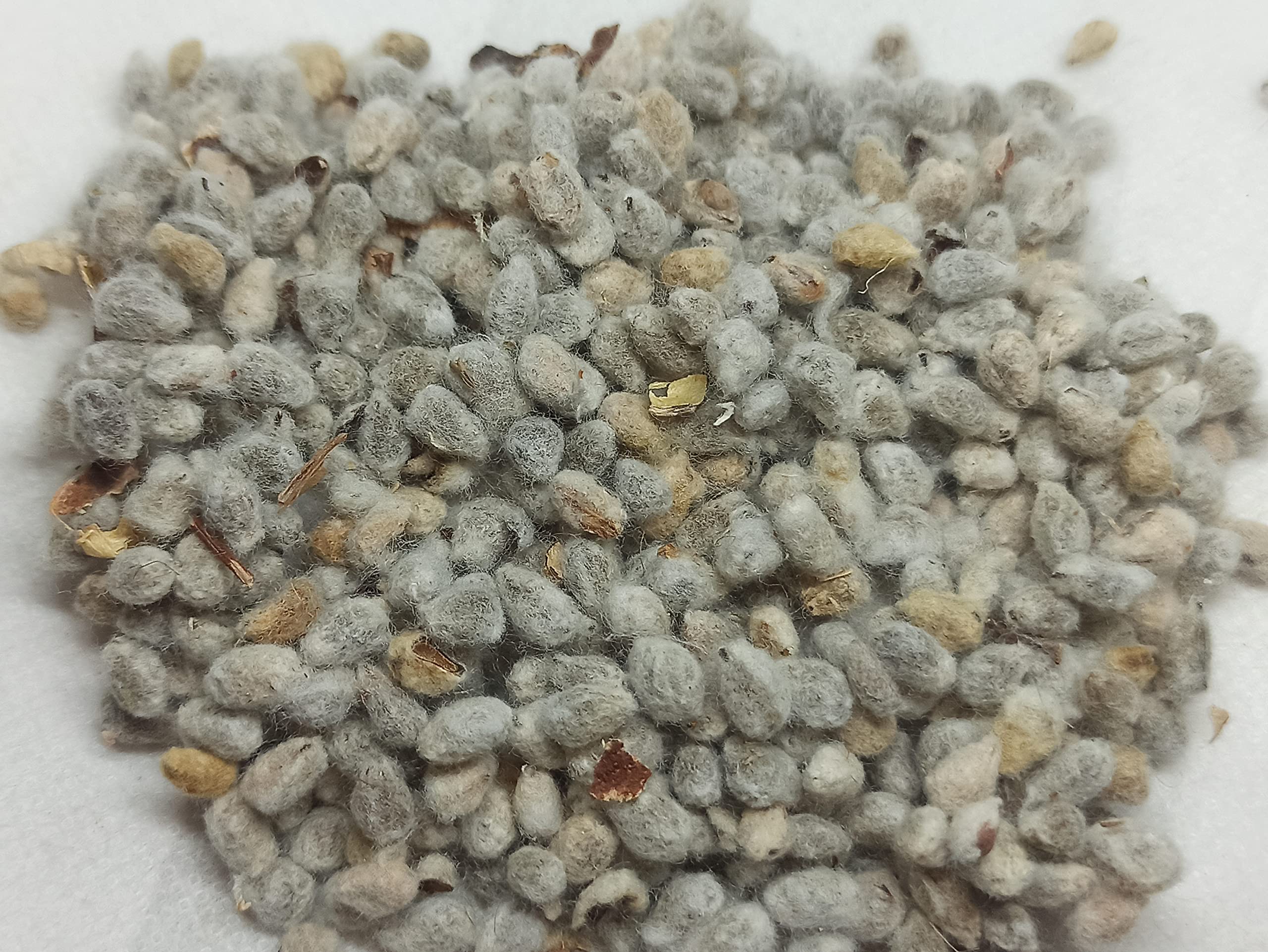 NTURALIFES-*PARUTHI KOTTAI*- Cotton Seed I பருத்தி கொட்டை I Gossypium hirsutum I Gossypium barbadense I Gossypium arboretum I Gossypium herbaceum (1000 GRAMS/1KG) (B0BXCXQP32) Amazon Price History, Amazon Price Tracker