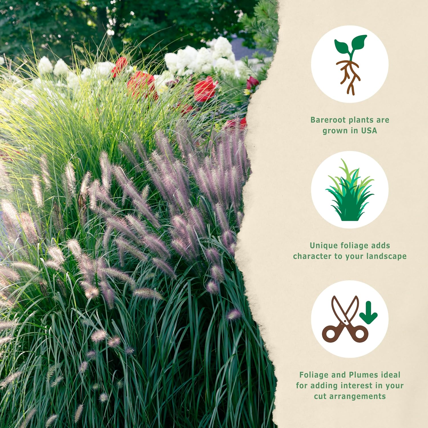 Bloomingbulb Ornamental Grass, Fountain Grass, Outdoor Planting, Decorative Garden Grass, 3 Root Divisions, Zones 5-9