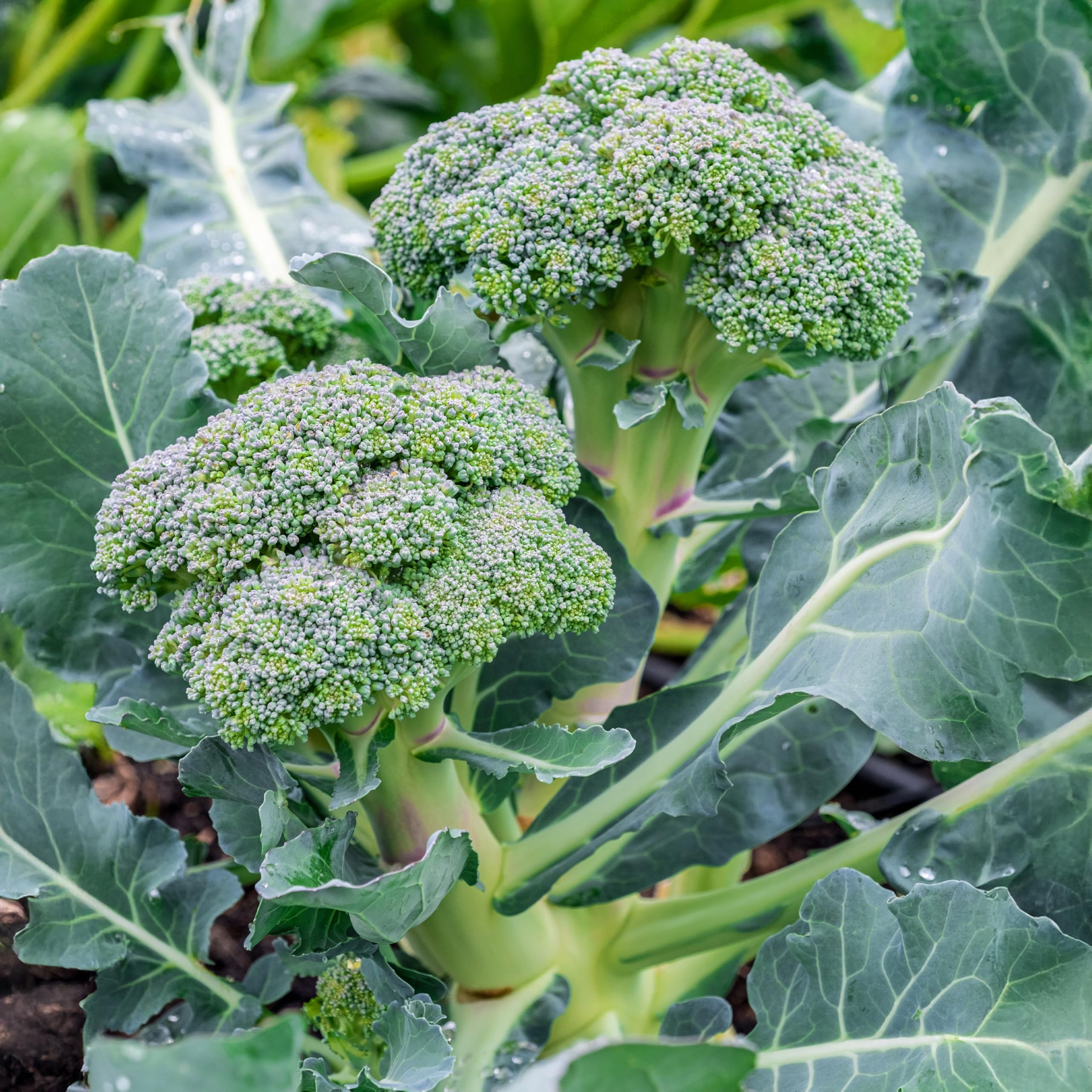 Samenliebe BIO Brokkoli Samen Alte Sorte Calabrese  Produktbild-Vorschau 7