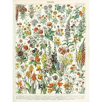 BOTANICAL ART 【import品】 91WTNM0hutL._UF350,350_QL50_.jpg