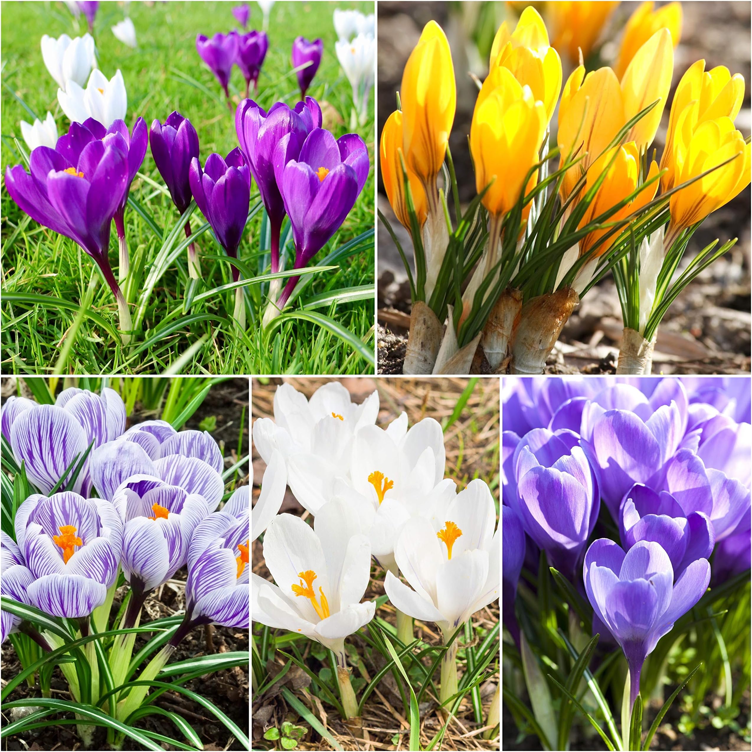 50 x Crocus Bulbs - Large Flowering Mixed Crocus Bulbs - Spring Flowering Bulbs - for Planting Now - Mixed Colours - UK Seller
