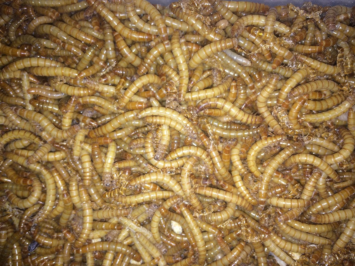 BASSETT'S CRICKET RANCH 2100 Live Mealworms, Organically Grown