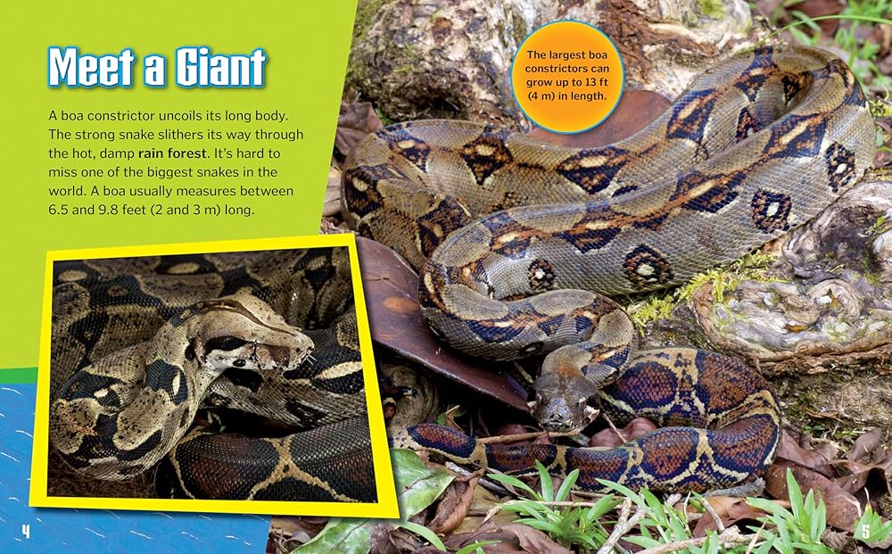 Boa Constrictor - Non-Fiction Reading About Snakes for Grade