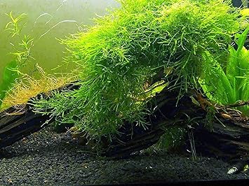 Aquatic Arts Java Moss Large Portion