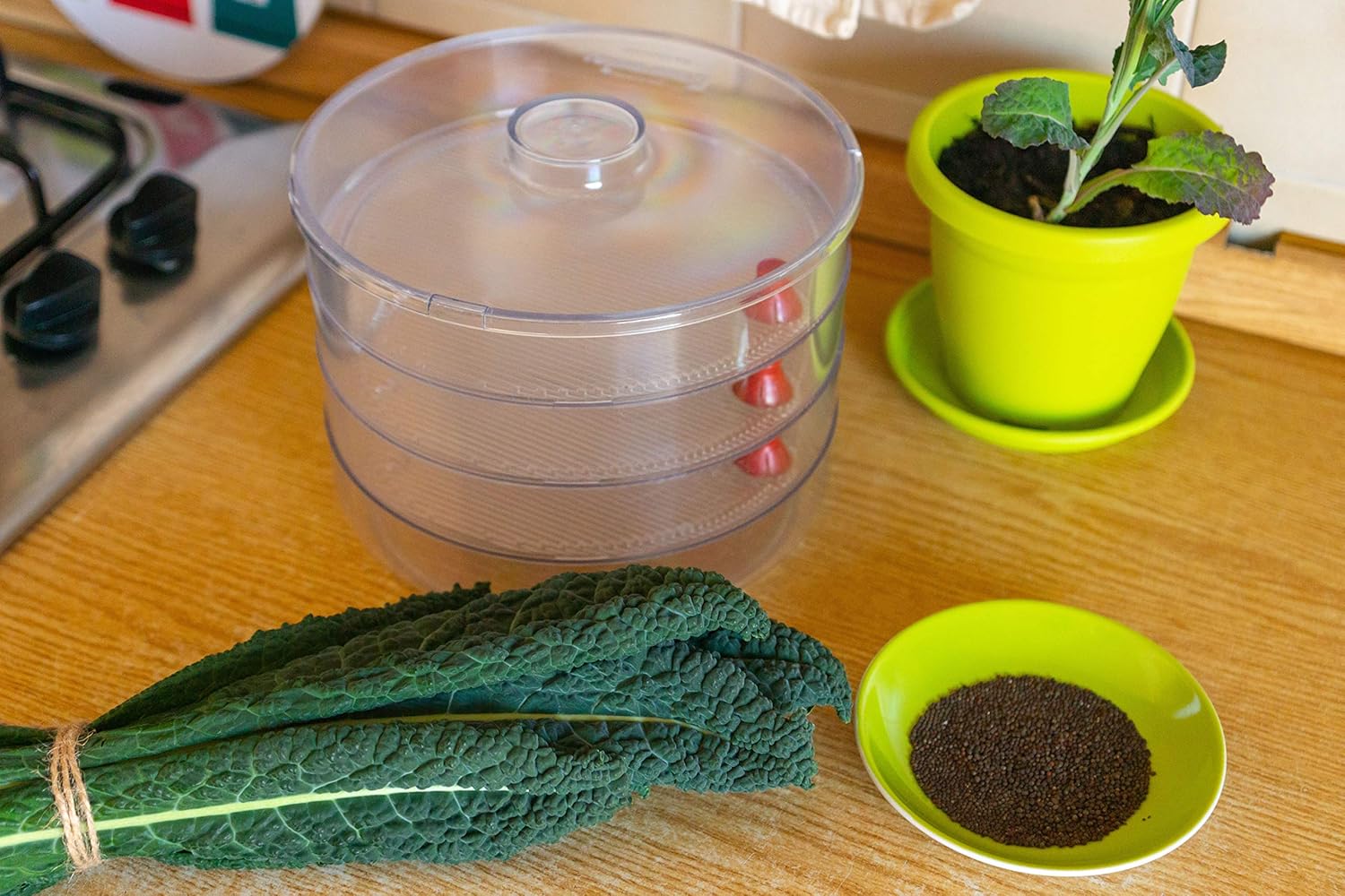 Food to Live - Kale Seeds, 1 Pound - Great for Sprouting and Planting, High Germination Rate, Non-Irradiated, Kosher, Vegan