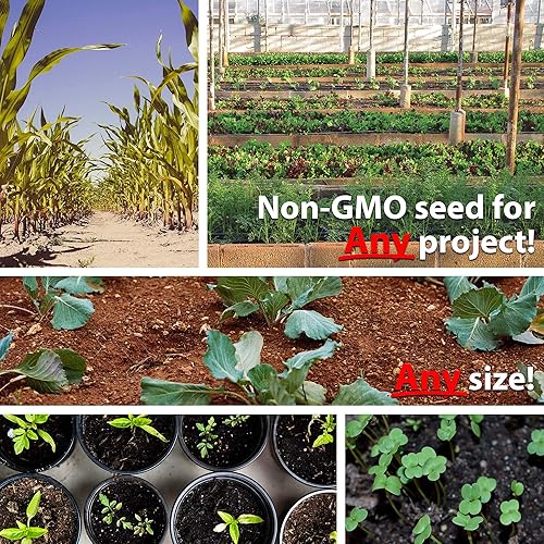 Miniatura 2 de Semillas de berenjena únicas para plantar, Casper White – 0.04 oz más de 200 semillas – Semillas de planta de huevo tradicionales – Semillas de
