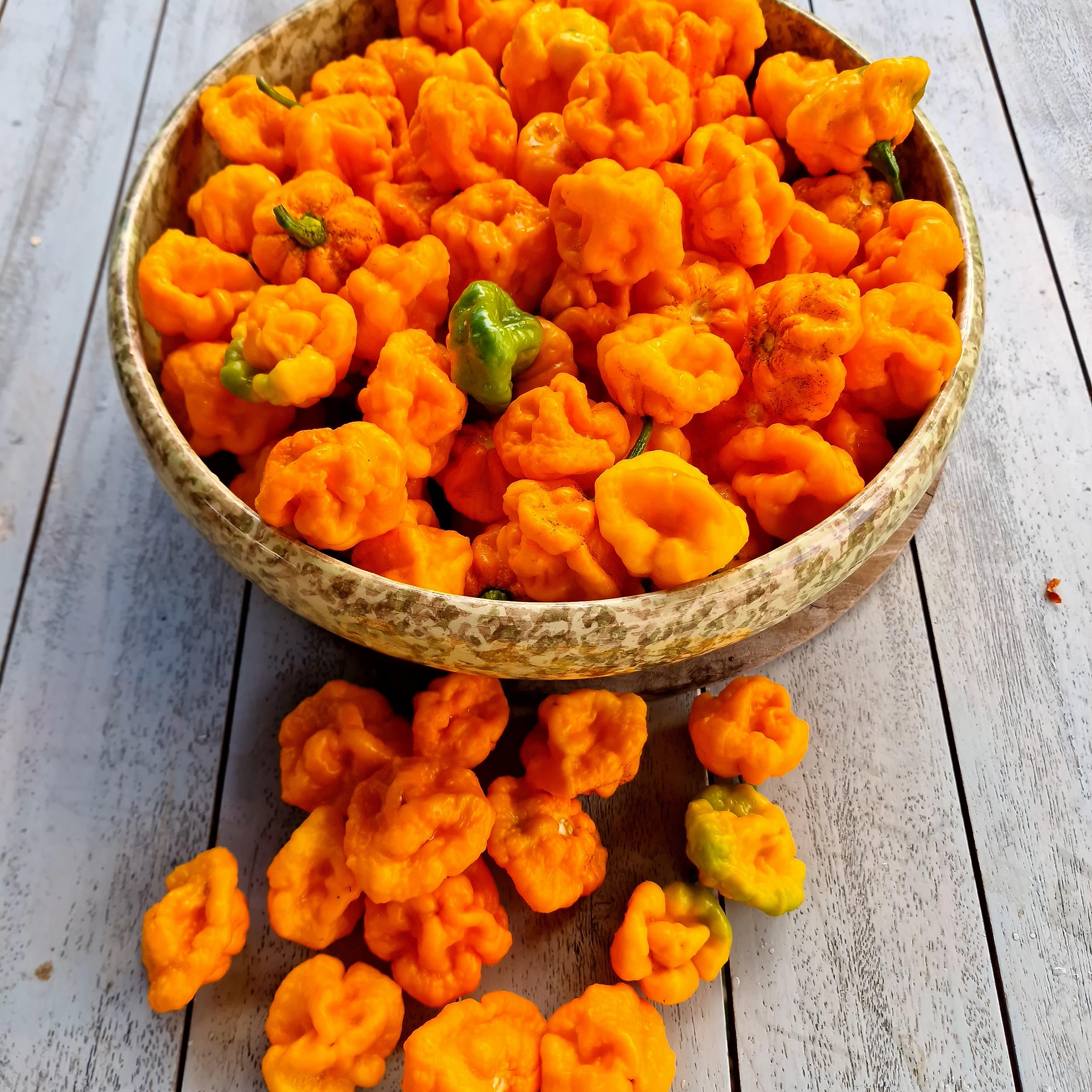Scotch Bonnet Foodarama Yellow Chilli Seeds - Scotch Bonnet Foodarama Yellow Pepper Seeds