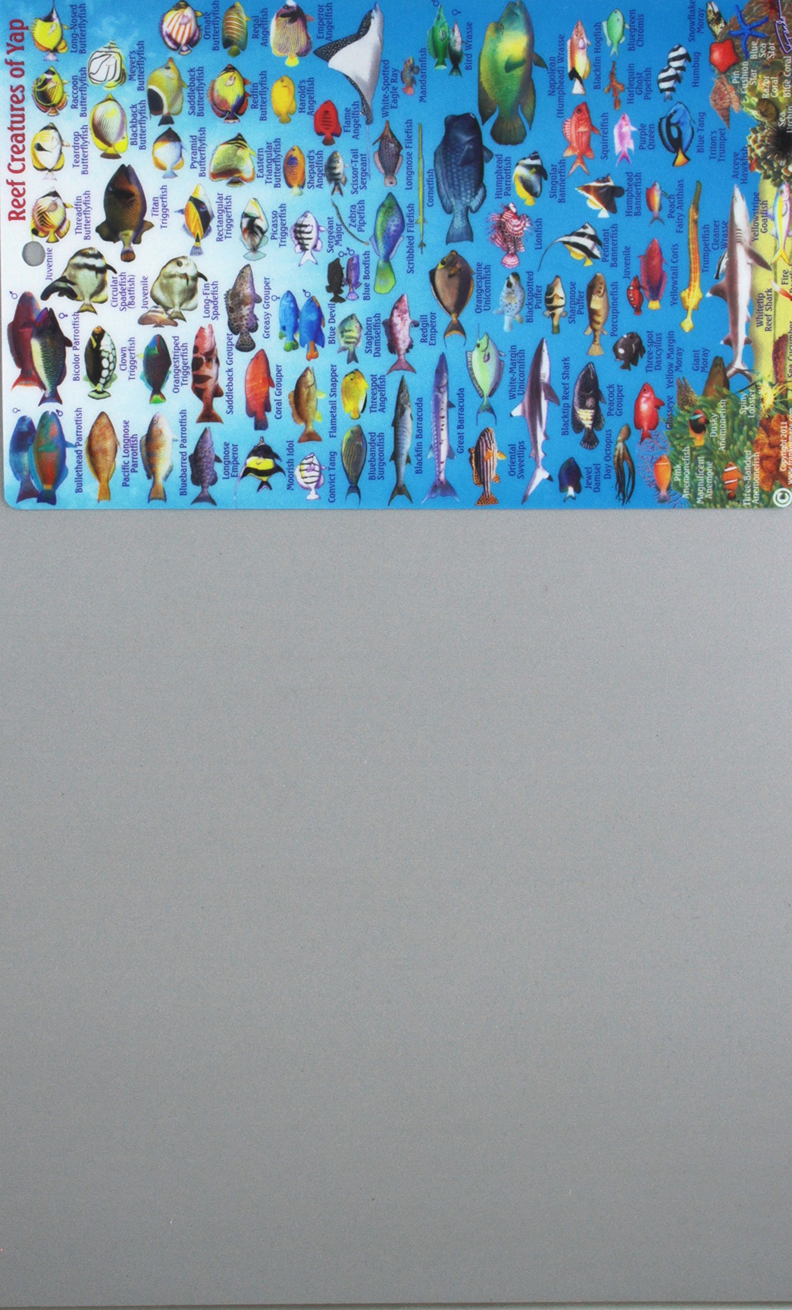 Yap FSM Dive Map & Reef Creatures Guide Franko Maps Laminated Fish Card