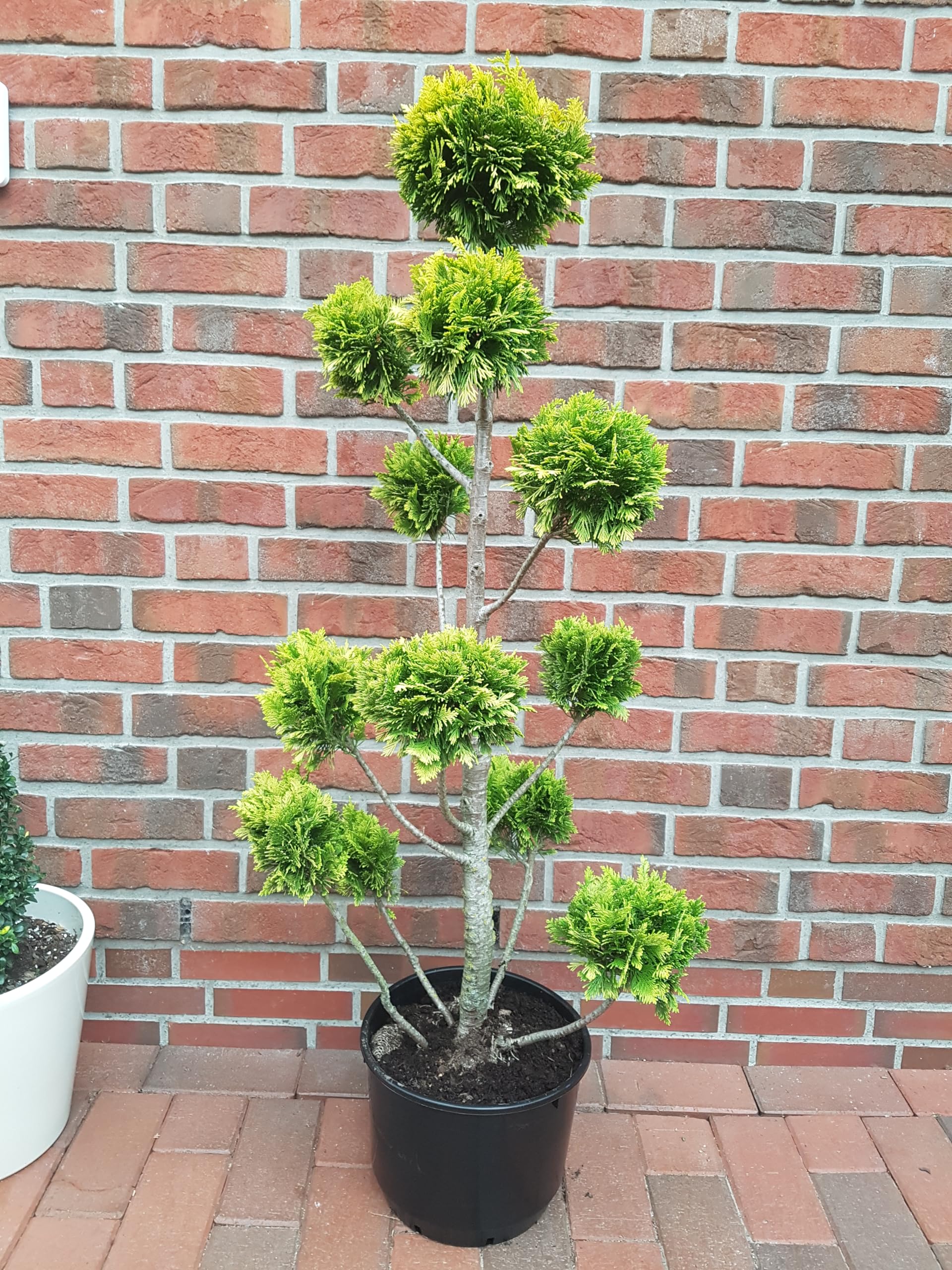 bambus cup Bamboo Cup : Natural