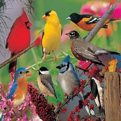 Bird Sounds - App on Amazon Appstore