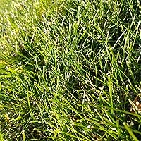 Vista 1 de Mezcla de semillas de hierba de cabaña, 1 libra, control de erosión sin OMG, mezcla de césped resistente a la sequía: hierba de trigo sodar