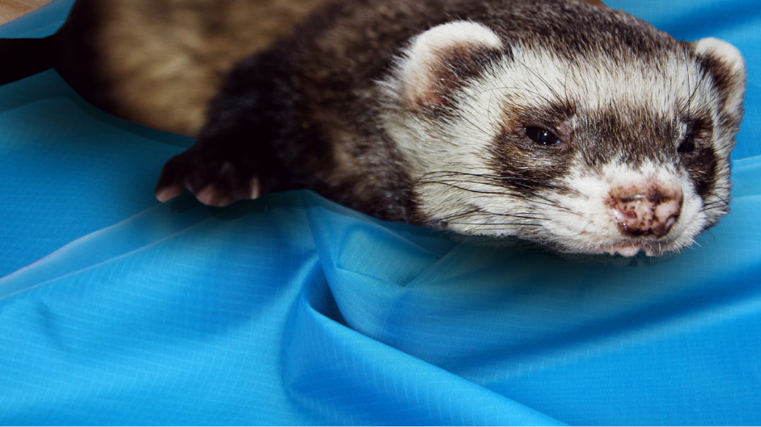 Amazon | Mollemii フェレット ハンモック 大きい 猫 チンチラ 小動物