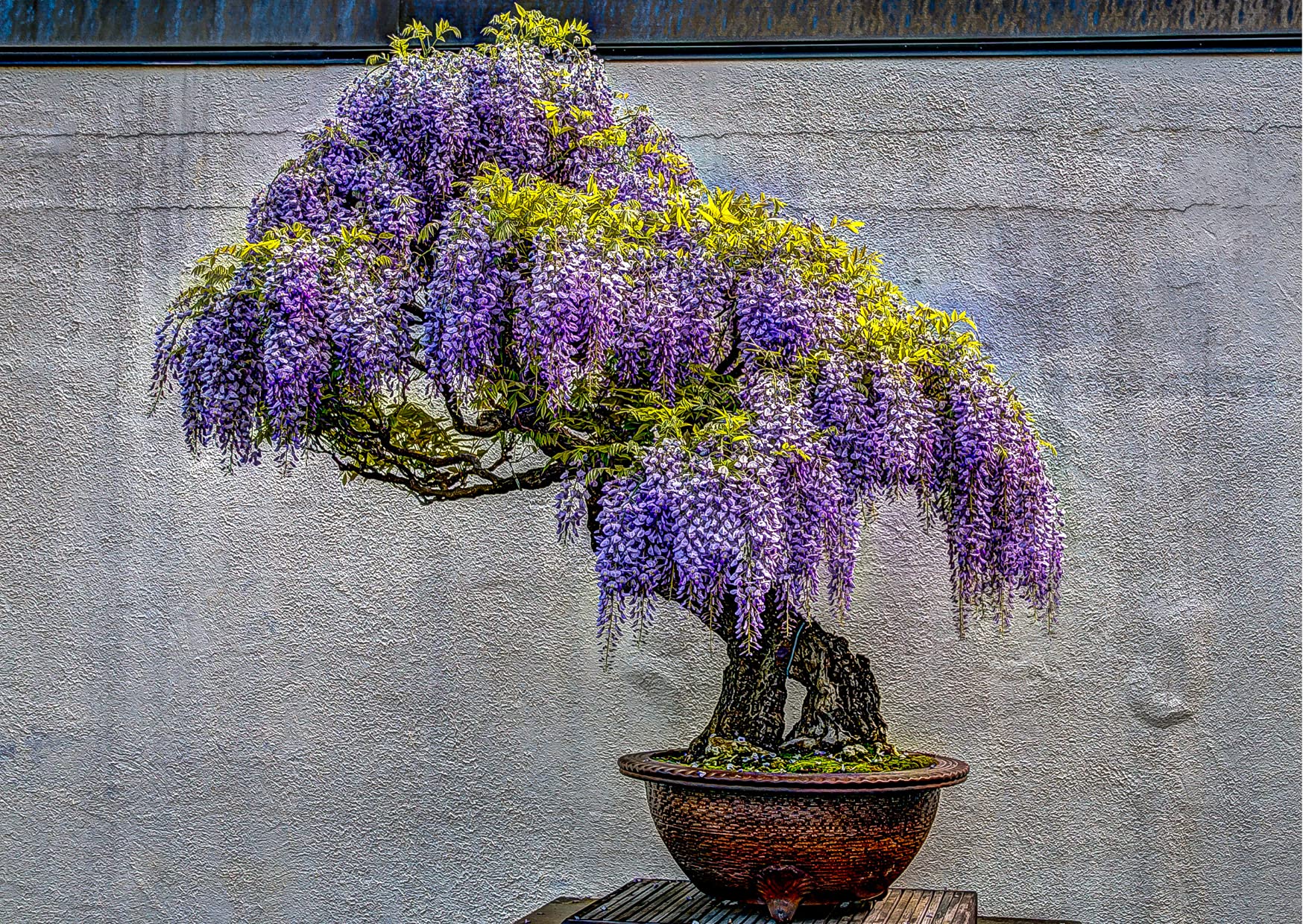 Buy 15 Wisteria for ing Outdoor Indoor Chinese Wisteria Bonsai Tree