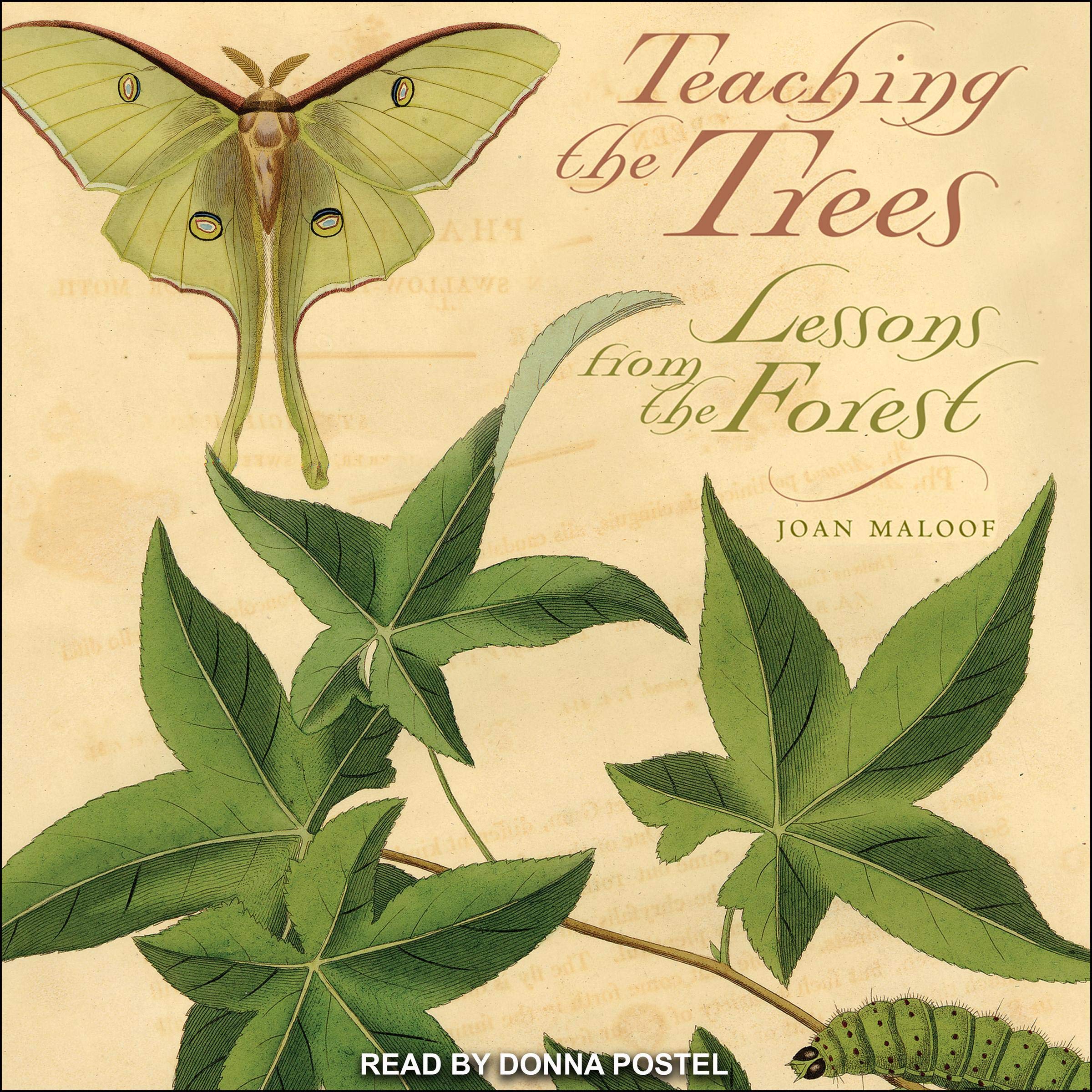 Cover art for Teaching the Trees