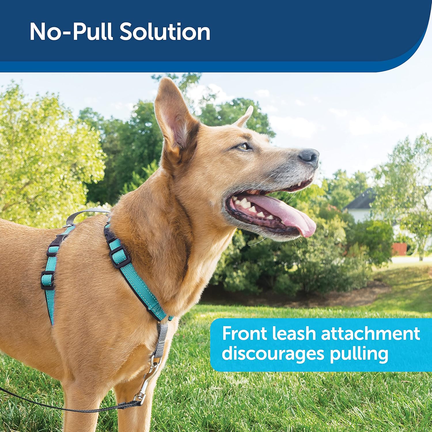PetSafe 3 in 1 Harness - Fully Adjustable No-Pull Dog Harness - From the Makers of the Easy Walk Harness - Medium, Teal : Pet Supplies