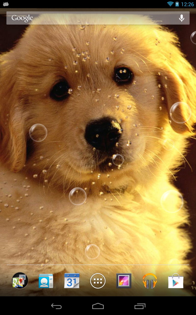 Q Dog Live Wallpaper App on Amazon Appstore